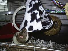 Bermbach: Kela beim ersten Kontakt zum Fliegewigwam
Rattenstapel im Fliegewigwam