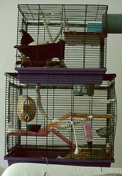 unser erster Rattenk�fig